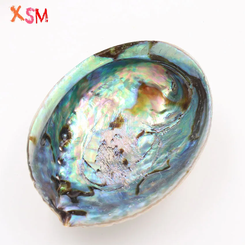 xinshangmie Fashion Abalone Shell One Side Polished Natural Shell Conch Home Decoration Aquarium Landscaping Wedding Landscape
xinshangmie Fashion Abalone Shell One Side Polished Natural Shell Conch Home Decoration Aquarium Landscaping Wedding Landscape