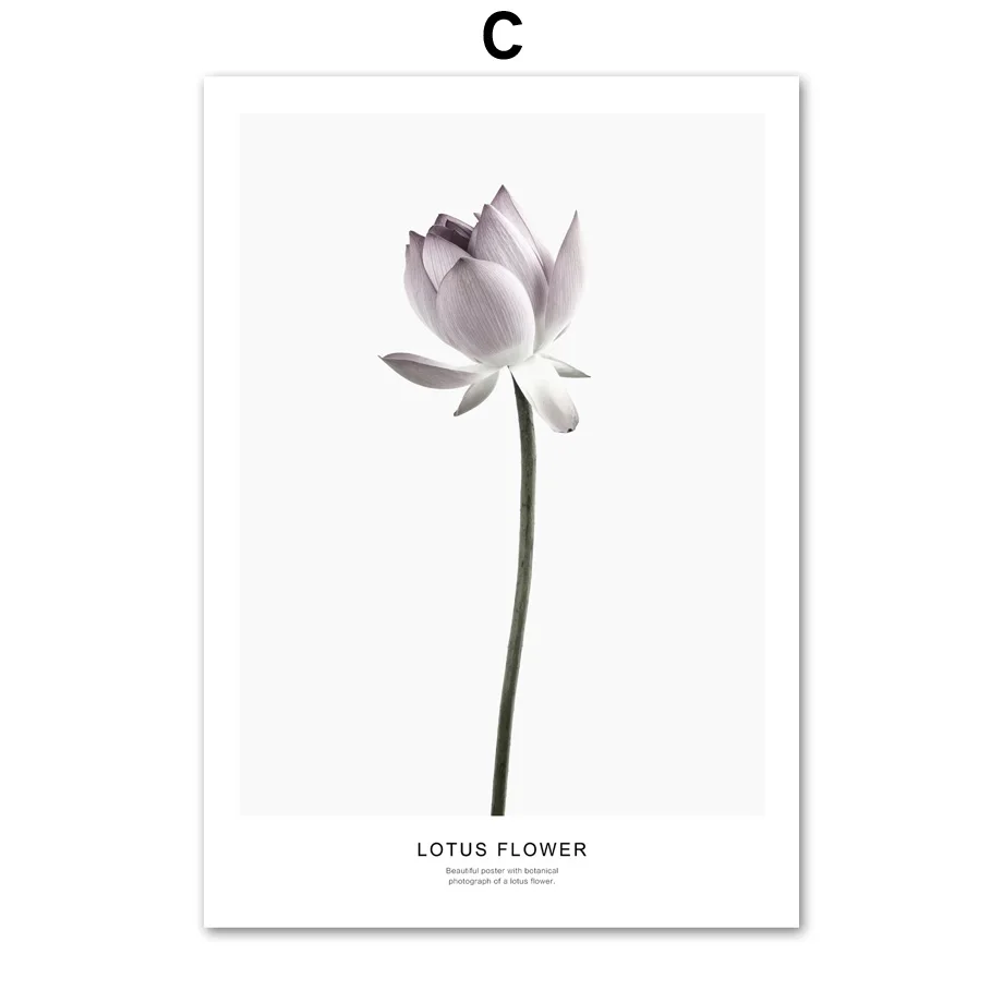 Fashion Magnolia Lotus Flower Wall Art Canvas Painting Nordic Poster Art Prints Plant Wall Pictures For Living Room Salon Decor
Fashion Magnolia Lotus Flower Wall Art Canvas Painting Nordic Poster Art Prints Plant Wall Pictures For Living Room Salon Decor