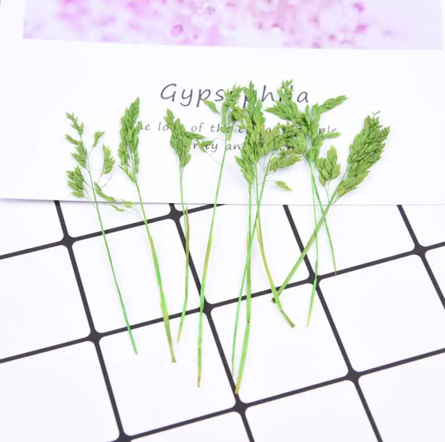 100pcs Dried Pressed Flower Filipendula Palmata For Epoxy Resin Pendant Necklace Jewelry Making Craft DIY Accessories
100pcs Dried Pressed Flower Filipendula Palmata For Epoxy Resin Pendant Necklace Jewelry Making Craft DIY Accessories