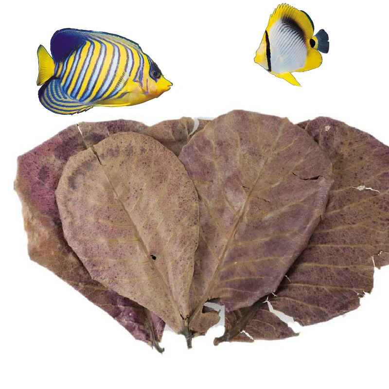 10 шт. очищающие аквариумные листья миндальных листьев класс А|grade a|fish cleaningfish fishing |