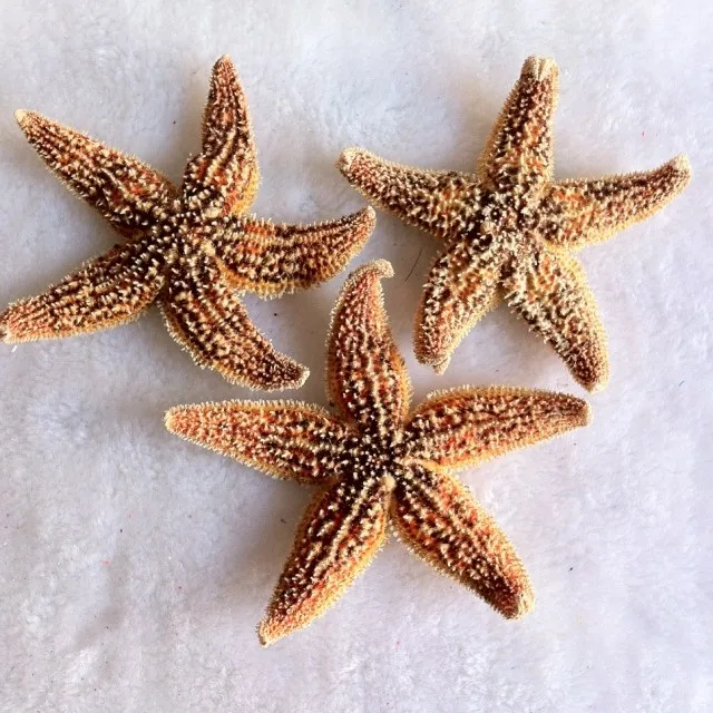 wholesale natural Starfish Finger starfish home decoration Marine style wedding steamed bun starfish sea star crafts
wholesale natural Starfish Finger starfish home decoration Marine style wedding steamed bun starfish sea star crafts