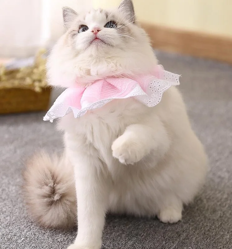 S-XXL Pet Neck Accessoires Teddy Bows Necklace Bow Tie Collar Corgi bow tie Dogs Tie saliva towel collar bibs Cat lace scarf
S-XXL Pet Neck Accessoires Teddy Bows Necklace Bow Tie Collar Corgi bow tie Dogs Tie saliva towel collar bibs Cat lace scarf