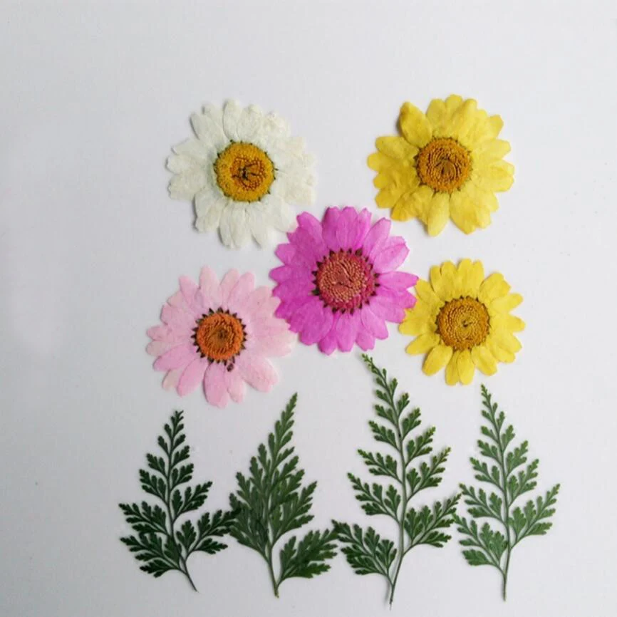 100pcs Dried Pressed Daisy Flower+Stenoloma Chusanum Leaf Plant Herbarium For Jewelry Photo Frame Phone Case Craft Making DIY
100pcs Dried Pressed Daisy Flower+Stenoloma Chusanum Leaf Plant Herbarium For Jewelry Photo Frame Phone Case Craft Making DIY
