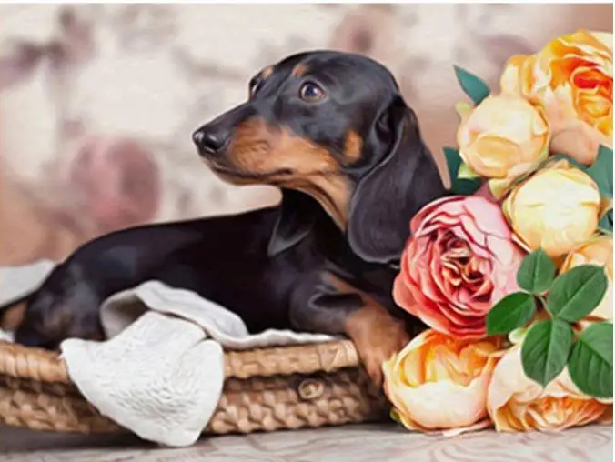 Dachshund Full 5D Diy Daimond живопись вышивка крестиком собака и цветок 3D Алмазная полная