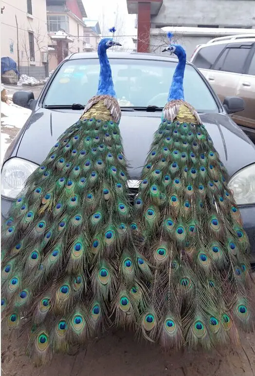 real life toy bird large 150cm beautiful feathers peacock model one pair peacocks handicraft garden,party Decoration h0967
real life toy bird large 150cm beautiful feathers peacock model one pair peacocks handicraft garden,party Decoration h0967