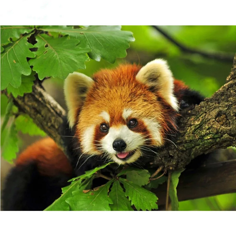 Full Square/round Diamond Embroidery Animals Red Panda Diy Diamond Painting Pattern Rhinestones Sale Diamond Mosaic Needlework
Full Square/round Diamond Embroidery Animals Red Panda Diy Diamond Painting Pattern Rhinestones Sale Diamond Mosaic Needlework