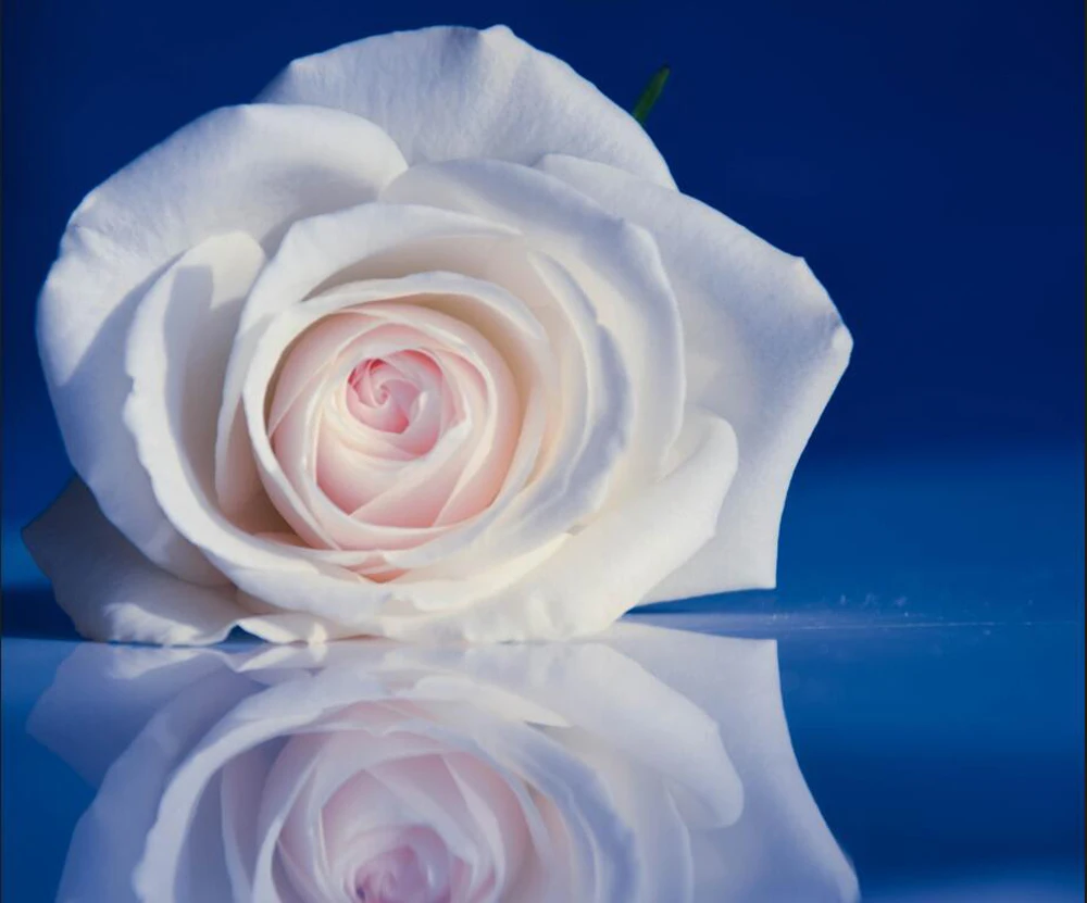 Настенные 3D-обои Papel de parede с розами обои изображением белого отражающего цветка