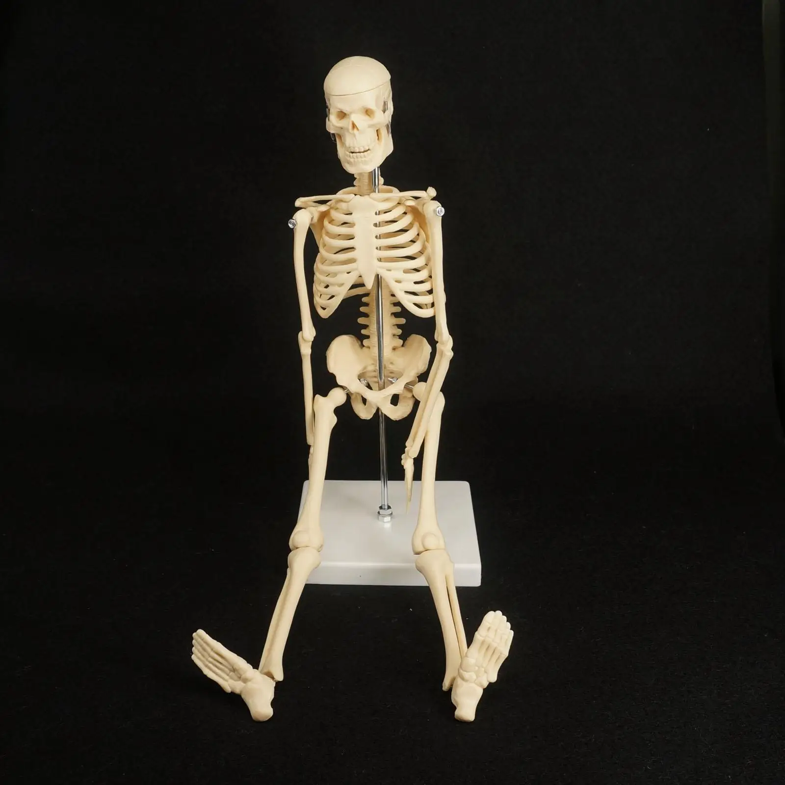 

PVC 45CM Physique Mini Anatomical Skeleton Human Model Stand Poster Medical Learn Aid Anatomy