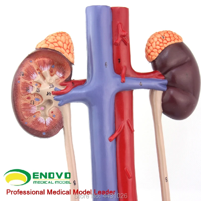 ENOVO Anatomy of ureteral ureteral urethral anatomy in the urinary system of the human body
ENOVO Anatomy of ureteral ureteral urethral anatomy in the urinary system of the human body