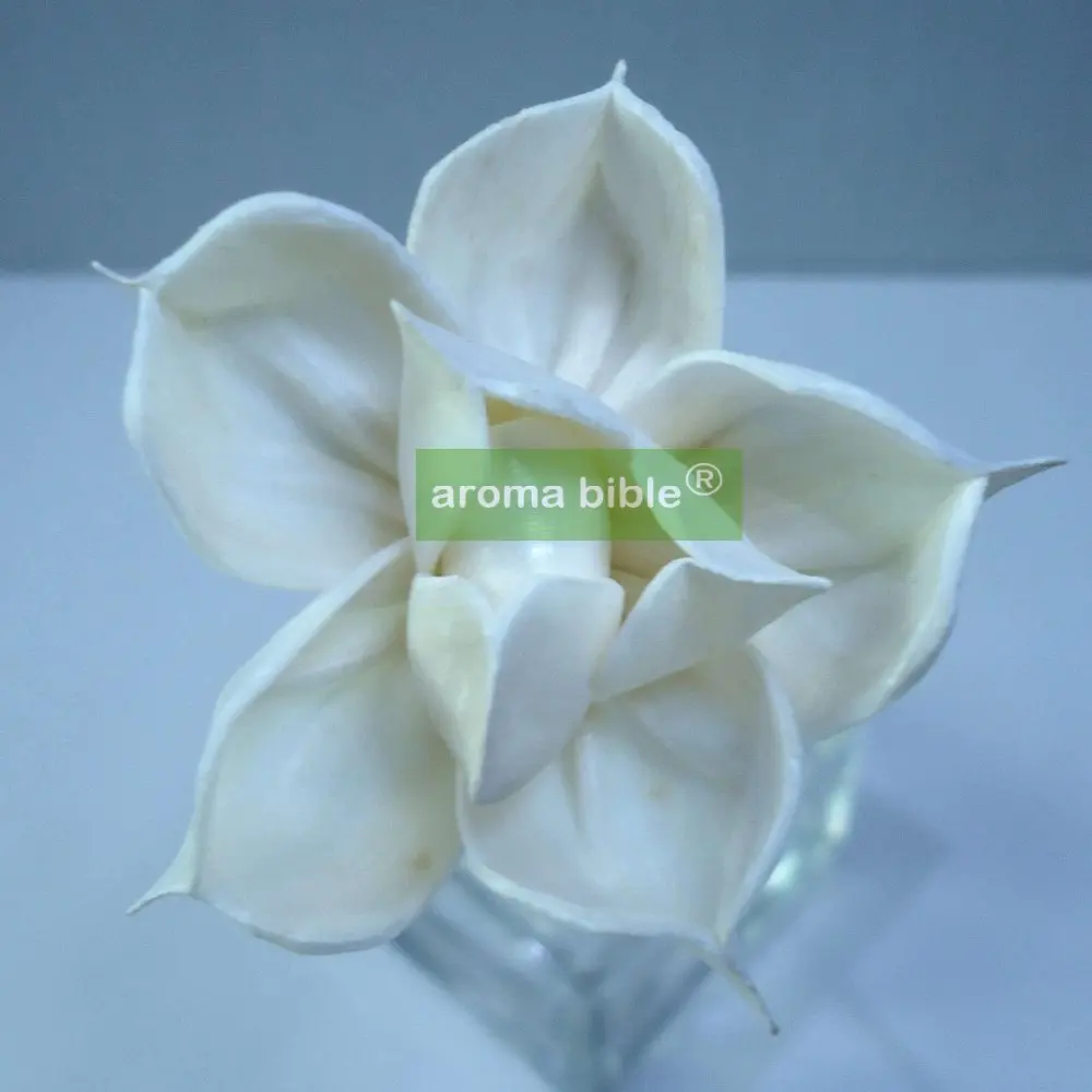 1000 pcs /lot Sola Flowers Natural White Fragrance Flower Diffusers With Rope For Frangrance Diffuser Wholesale Price
1000 pcs /lot Sola Flowers Natural White Fragrance Flower Diffusers With Rope For Frangrance Diffuser Wholesale Price