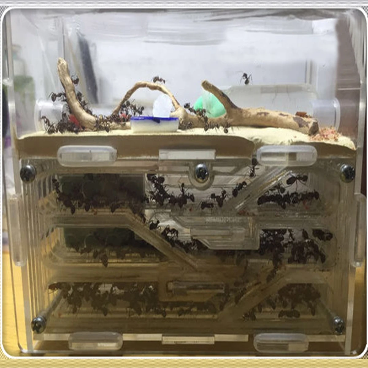 150mmx54mmx110mm Big DIY Moisture With Feeding Area Ant Nest ,Ant Farm Acrylic, Insect Ant Nests Villa PET For House Ants
150mmx54mmx110mm Big DIY Moisture With Feeding Area Ant Nest ,Ant Farm Acrylic, Insect Ant Nests Villa PET For House Ants