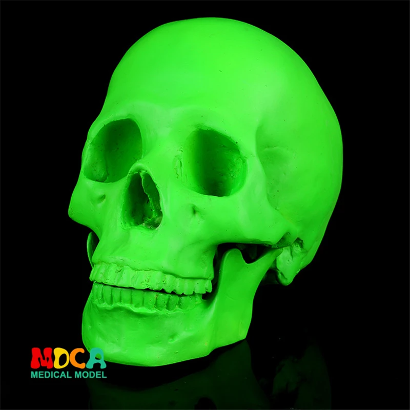 Human.skull model medical simulation teaching equipment resin skull Ornament Gift YTTG009
Human.skull model medical simulation teaching equipment resin skull Ornament Gift YTTG009