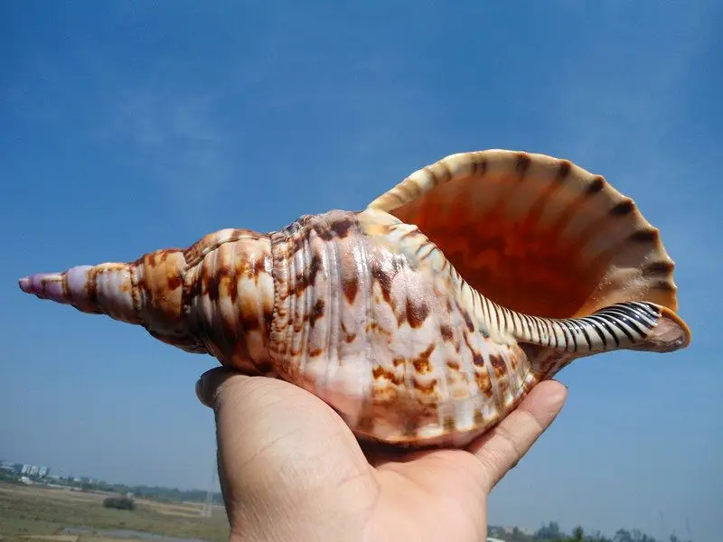 HappyKiss 1 Natural large hot air four big famous bolt Household adornment conch shells Collect the decoration gifts crafts
HappyKiss 1 Natural large hot air four big famous bolt Household adornment conch shells Collect the decoration gifts crafts