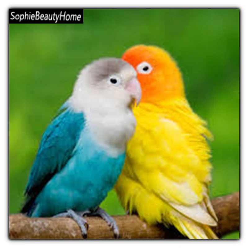DIY Diamond Embroidery Animal Bird com 5D Diamond Cross Stitch 3D Diamond Mosaic Home Decor Gifts
DIY Diamond Embroidery Animal Bird com 5D Diamond Cross Stitch 3D Diamond Mosaic Home Decor Gifts