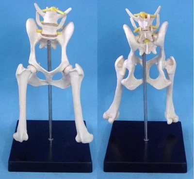 dog Lumbar hip joint model Animal anatomy model Veterinary appliances free shipping
dog Lumbar hip joint model Animal anatomy model Veterinary appliances free shipping
