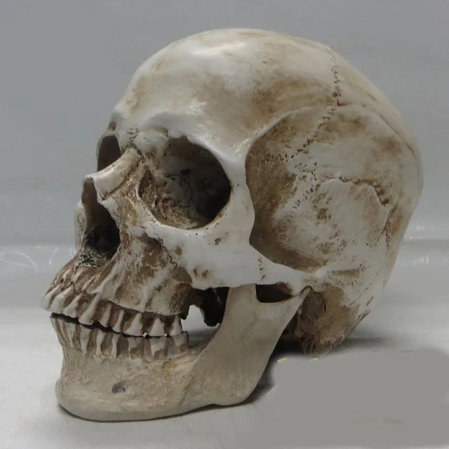 high quality 1:1 human skull model resin skeleton model painting human skull Art musculoskeletal anatomy art model free shipping
high quality 1:1 human skull model resin skeleton model painting human skull Art musculoskeletal anatomy art model free shipping