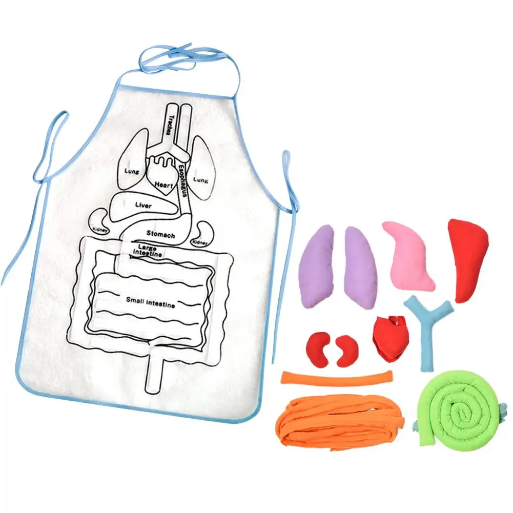 Human Body Apron Teaching Equipment Children's Educational Enlightenment Stereoscopic Organ Apron Early Education Teaching Aids
Human Body Apron Teaching Equipment Children's Educational Enlightenment Stereoscopic Organ Apron Early Education Teaching Aids