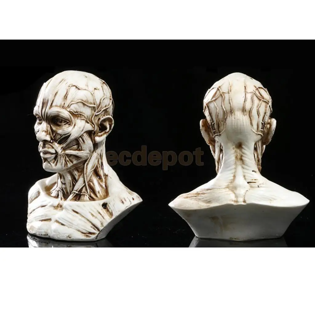 4" Human Model Anatomy Skull Head Muscle Bone Artist Drawing Antique White/ Yellow
4" Human Model Anatomy Skull Head Muscle Bone Artist Drawing Antique White/ Yellow
