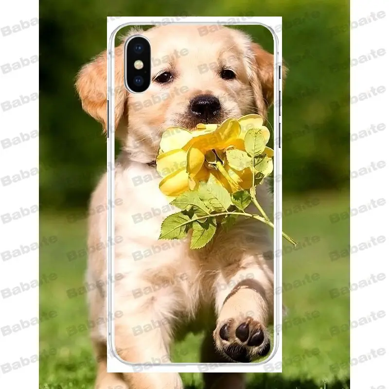 Babaite Super cute Golden Retriever Phone Case for iPhone X Xs Xr XsMax 6 6s Plus 7 7plus 8 8plus 5s 5c SE11 11pro 11promax
Babaite Super cute Golden Retriever Phone Case for iPhone X Xs Xr XsMax 6 6s Plus 7 7plus 8 8plus 5s 5c SE11 11pro 11promax