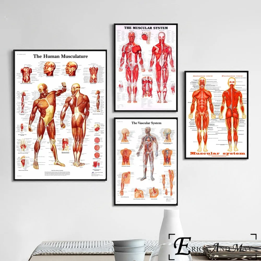 Human Body Muscular System Posters and Prints Wall art Decorative Picture Canvas Painting For Living Room Home Decor Unframed
Human Body Muscular System Posters and Prints Wall art Decorative Picture Canvas Painting For Living Room Home Decor Unframed