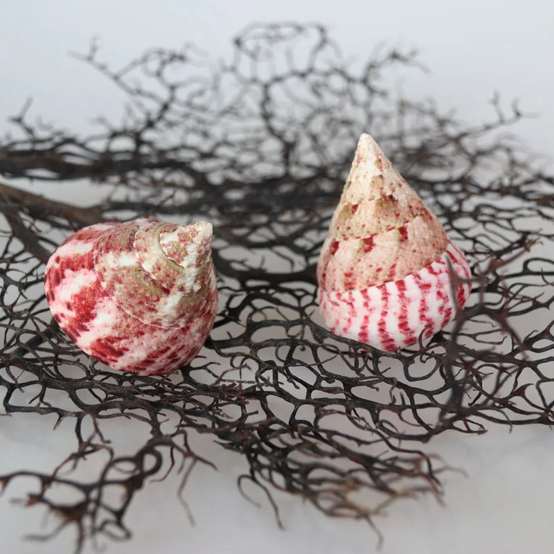 Free Shipping(2pcs/lot)Cone-shaped Top Natural Shell & Conch Home Decoration Aquarium Landscaping Shell Ornaments
Free Shipping(2pcs/lot)Cone-shaped Top Natural Shell & Conch Home Decoration Aquarium Landscaping Shell Ornaments