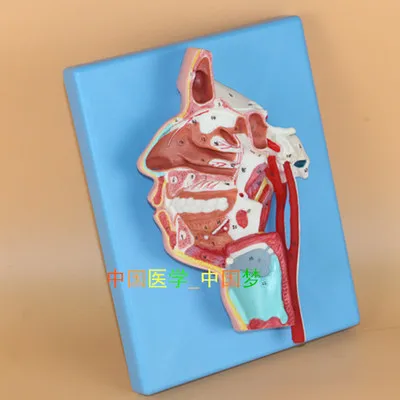 mouth nose throat The inner side Neurovascular model Medical Teaching free shipping
mouth nose throat The inner side Neurovascular model Medical Teaching free shipping