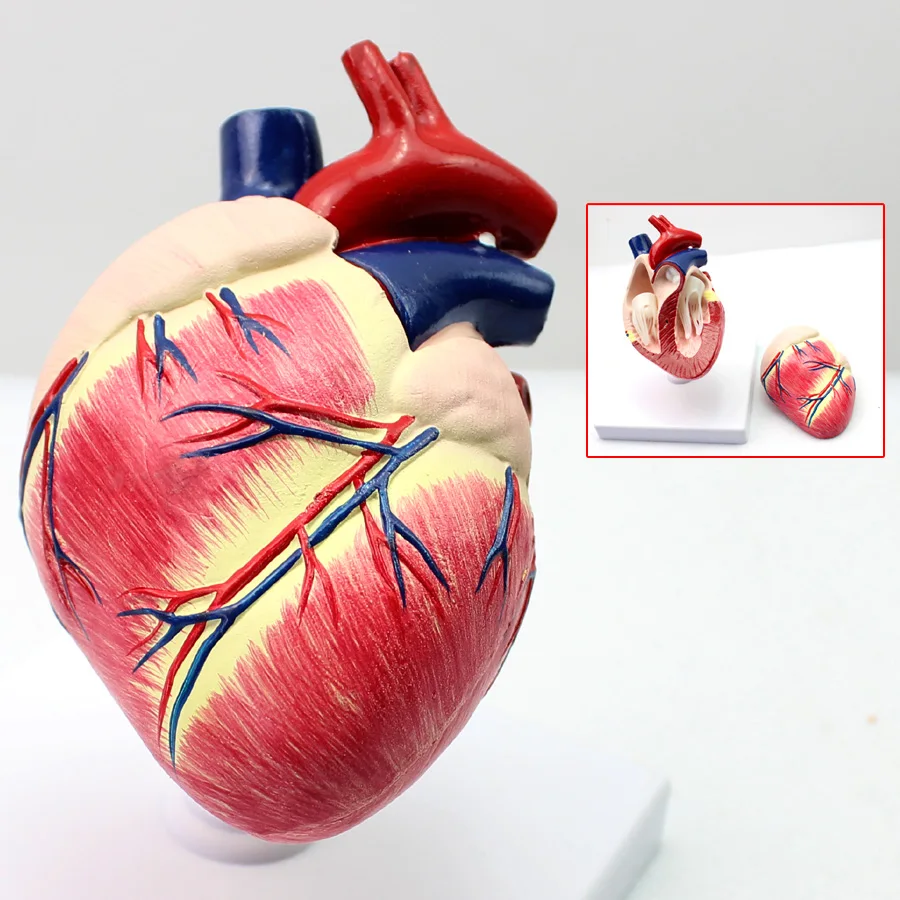 Animal animal husbandry dog heart model dog anatomy organ animal anatomy pet model
Animal animal husbandry dog heart model dog anatomy organ animal anatomy pet model