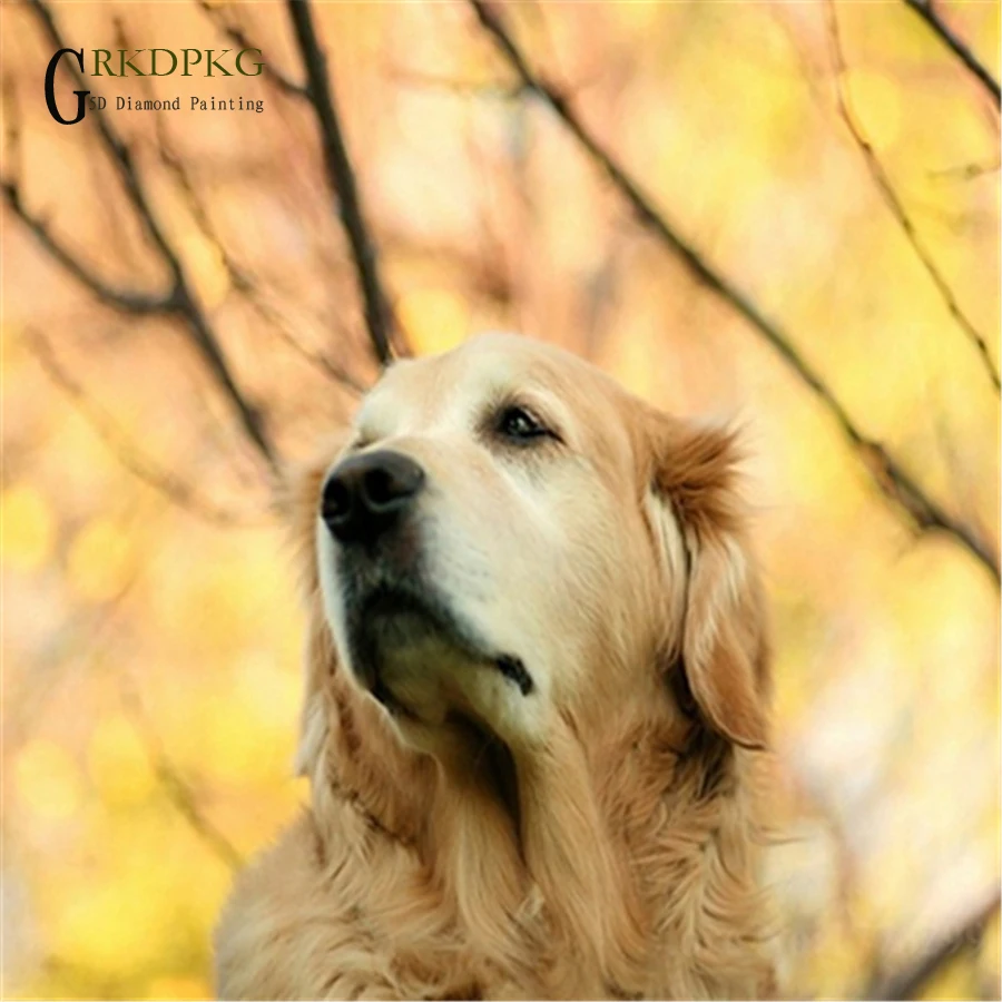 Golden retriever 5D diy diamond painting full square diamond embroidery Cross stitch pictures of rhinestones Wedding decoration
Golden retriever 5D diy diamond painting full square diamond embroidery Cross stitch pictures of rhinestones Wedding decoration