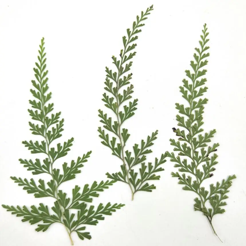 120pcs Pressed Dried Flower Stenolomachusanum Leaf Filler For Epoxy Resin Jewelry Making Postcard Frame Phone Case Craft DIY
120pcs Pressed Dried Flower Stenolomachusanum Leaf Filler For Epoxy Resin Jewelry Making Postcard Frame Phone Case Craft DIY