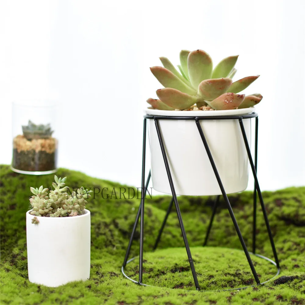 Desktop Decorative Black Geometric Iron Rack Holder with White Ceramic Pot Garden Succulents Flower Pot Small Plants Planter DIY
Desktop Decorative Black Geometric Iron Rack Holder with White Ceramic Pot Garden Succulents Flower Pot Small Plants Planter DIY