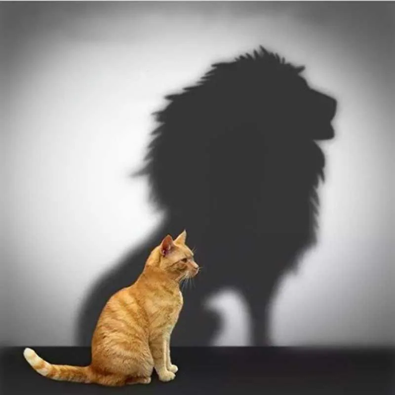Full Drill DIY 5D Diamond Painting Cat's Reflection Lion Cross Stitch Diamond Embroidery Patterns Diamond Mosaic 30x30cm
Full Drill DIY 5D Diamond Painting Cat's Reflection Lion Cross Stitch Diamond Embroidery Patterns Diamond Mosaic 30x30cm