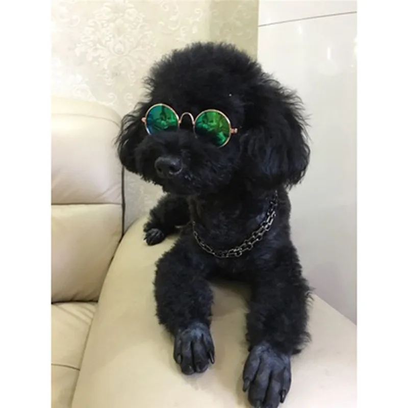 PipiFren Dog Glasses Cat Small Dogs Sunglasses For Pet Supplies Dog Pet Photos Props Accessories Products honden accessoires
PipiFren Dog Glasses Cat Small Dogs Sunglasses For Pet Supplies Dog Pet Photos Props Accessories Products honden accessoires