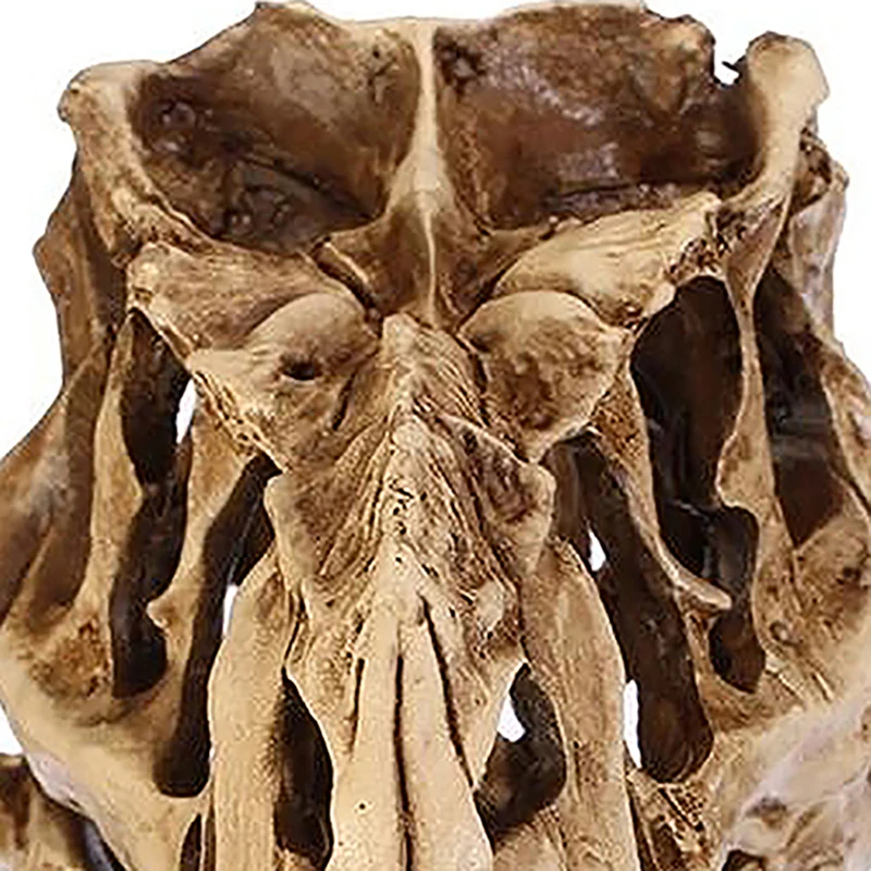 1pc Resin Crafts Dinosaur Tooth Skull Fossil Model Collectibles Teaching Skeleton Model Halloween Decor Drop Shipping
1pc Resin Crafts Dinosaur Tooth Skull Fossil Model Collectibles Teaching Skeleton Model Halloween Decor Drop Shipping
