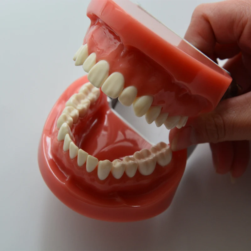 1PC Dental Teeth Brushing Model Standard Model 28pcs,Hard Gum,Without screw,FE Articulator
1PC Dental Teeth Brushing Model Standard Model 28pcs,Hard Gum,Without screw,FE Articulator