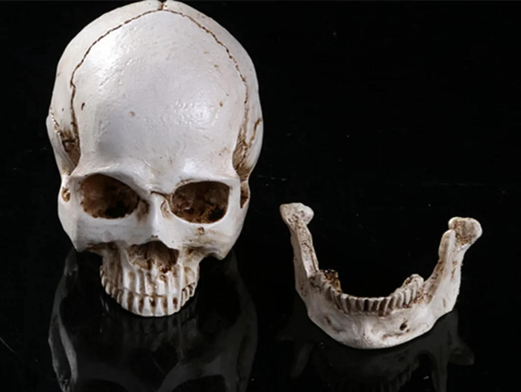 Skeleton human skull ashtray Home Decor Skull Ghost Evil Skeleton Head Resin Figurine Halloween
Skeleton human skull ashtray Home Decor Skull Ghost Evil Skeleton Head Resin Figurine Halloween