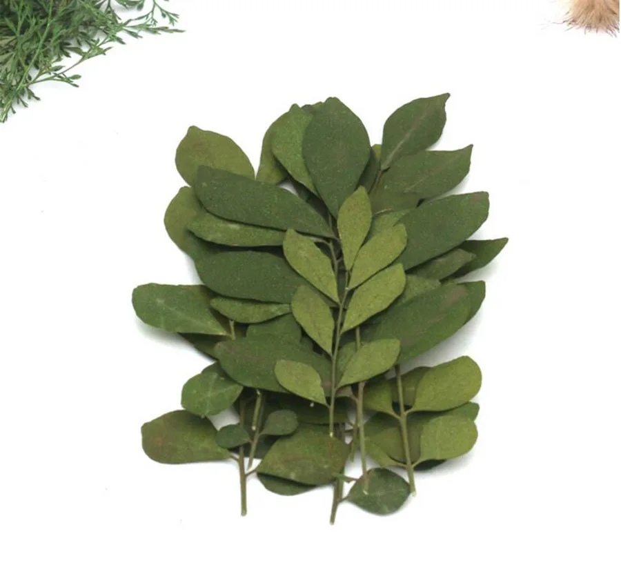 60pcs Pressed Dried Murraya Paniculata Leaf Flower Plant Herbarium For Jewelry Postcard Invitation Card Phone Case Bookmark DIY
60pcs Pressed Dried Murraya Paniculata Leaf Flower Plant Herbarium For Jewelry Postcard Invitation Card Phone Case Bookmark DIY