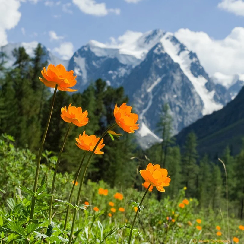 Needlework embroidery cross stitch scenery diy diamond painting kits crystal full square diamond Mountain wild flowers HL082
Needlework embroidery cross stitch scenery diy diamond painting kits crystal full square diamond Mountain wild flowers HL082