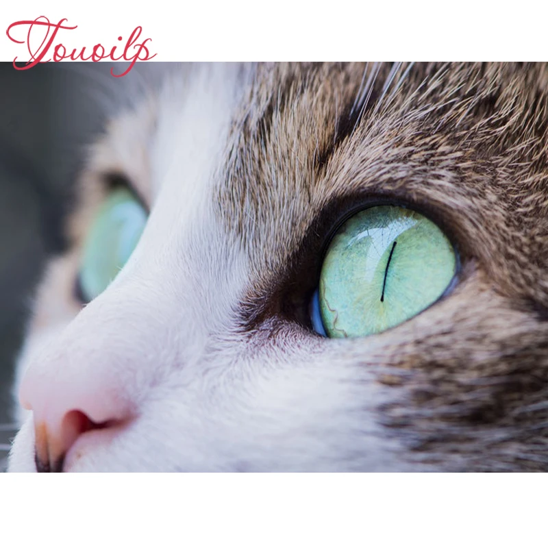 TOUOILP Full Square/Round Drill 5D DIY Diamond Painting" Animal cat "Embroidery Cross Stitch Mosaic Rhinestone Home Decor
TOUOILP Full Square/Round Drill 5D DIY Diamond Painting" Animal cat "Embroidery Cross Stitch Mosaic Rhinestone Home Decor