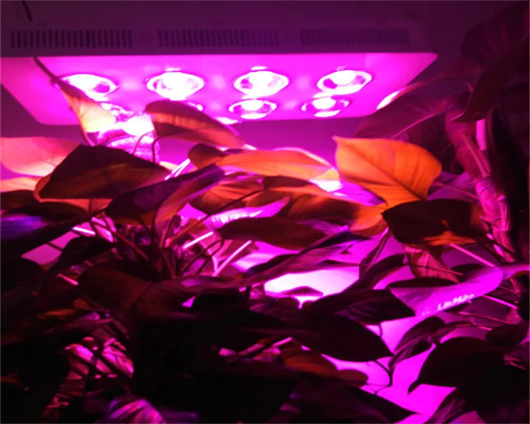 Horticulture cob Grow Light 400w for Garden Flowering Plant and Hydroponic System
Horticulture cob Grow Light 400w for Garden Flowering Plant and Hydroponic System