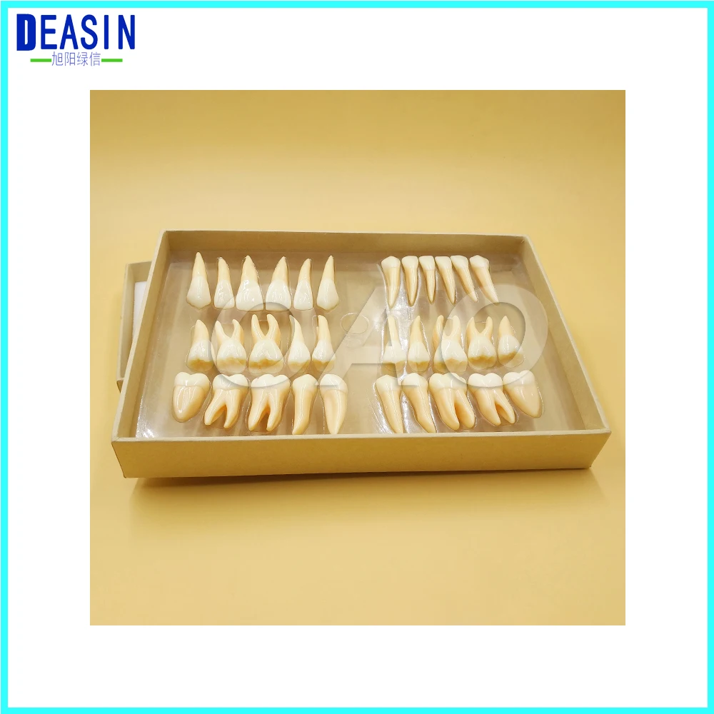 High Quality dental teeth model 2.5 times 32 pcs adult permanent dentist tooth anatomical anatomy model
High Quality dental teeth model 2.5 times 32 pcs adult permanent dentist tooth anatomical anatomy model