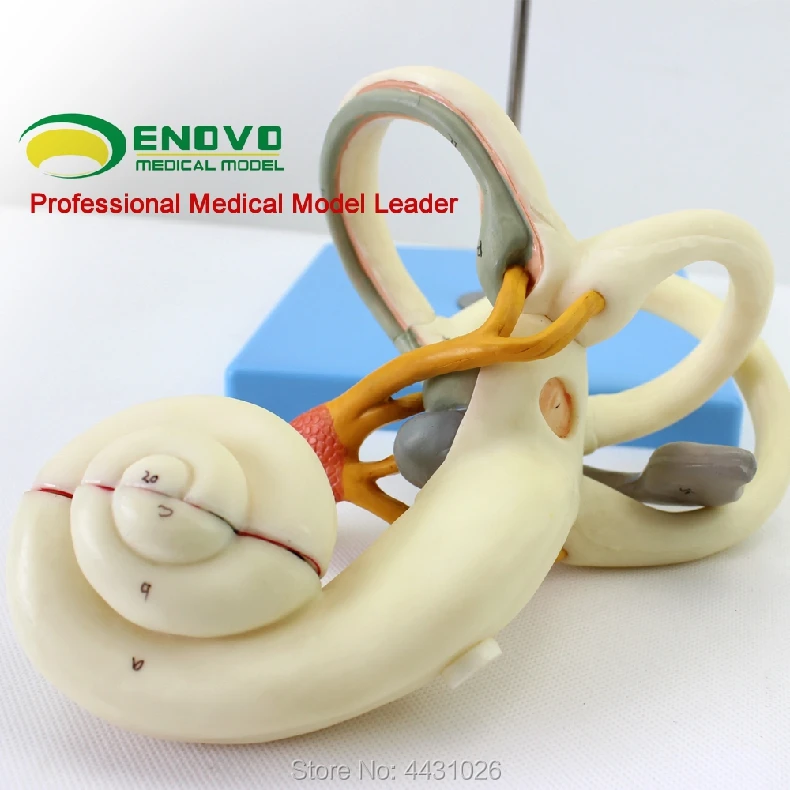 ENOVO Human inner ear labyrinth amplification model hearing system, ear, nose, larynx, five senses
ENOVO Human inner ear labyrinth amplification model hearing system, ear, nose, larynx, five senses