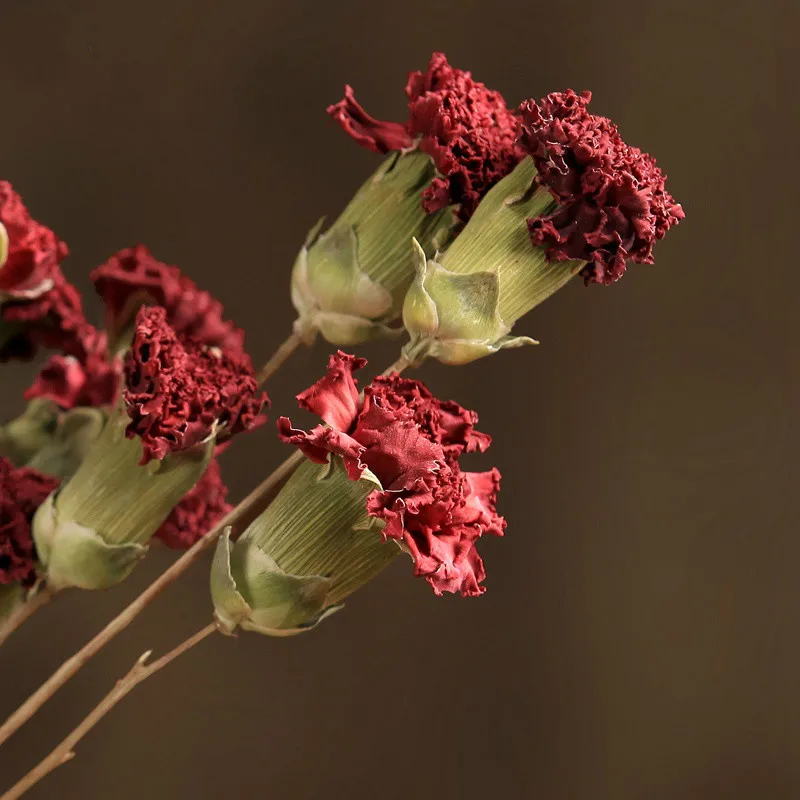 20 pcs/lot Real Flowers Carnations Natural Dried Floral for Living Room Household Furnishings Decor Flower Home Ornament
20 pcs/lot Real Flowers Carnations Natural Dried Floral for Living Room Household Furnishings Decor Flower Home Ornament