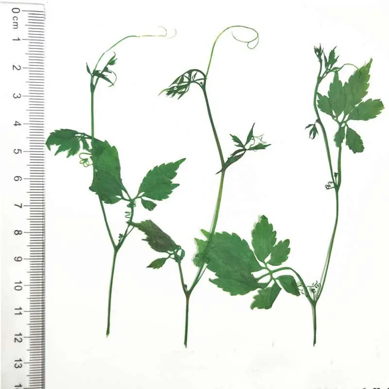 Dye Green Leaves Dried Pressed Flower Arrangements For Candle Painting Photo Decoration 100 Pcs
Dye Green Leaves Dried Pressed Flower Arrangements For Candle Painting Photo Decoration 100 Pcs