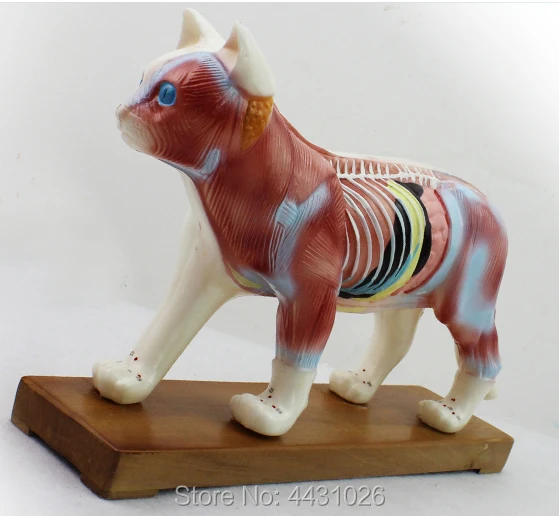 ENOVO Cat moxibustion model veterinarian learn animal anatomy model pet model animal acupuncture
ENOVO Cat moxibustion model veterinarian learn animal anatomy model pet model animal acupuncture