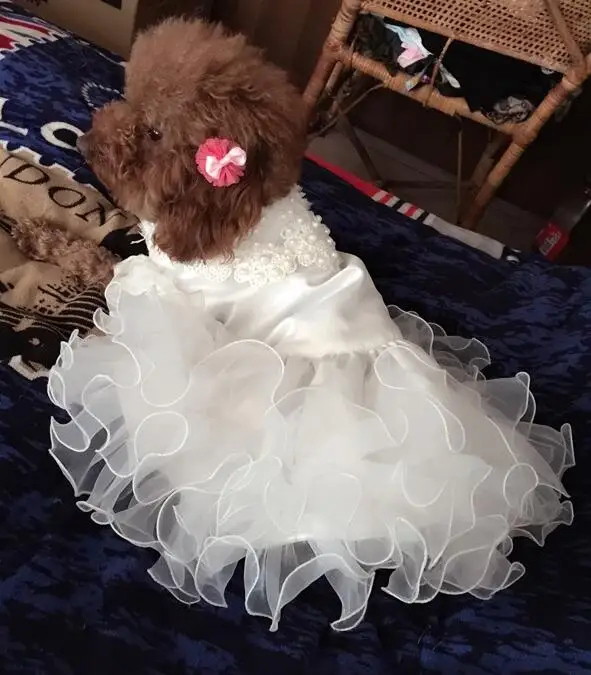 Various Luxury Princess Pet Dog Wedding Dress Cat Dress Puppy Skirt clothes Pet Tutu Skirt Bride Costume Supplies XS to 4XL
Various Luxury Princess Pet Dog Wedding Dress Cat Dress Puppy Skirt clothes Pet Tutu Skirt Bride Costume Supplies XS to 4XL