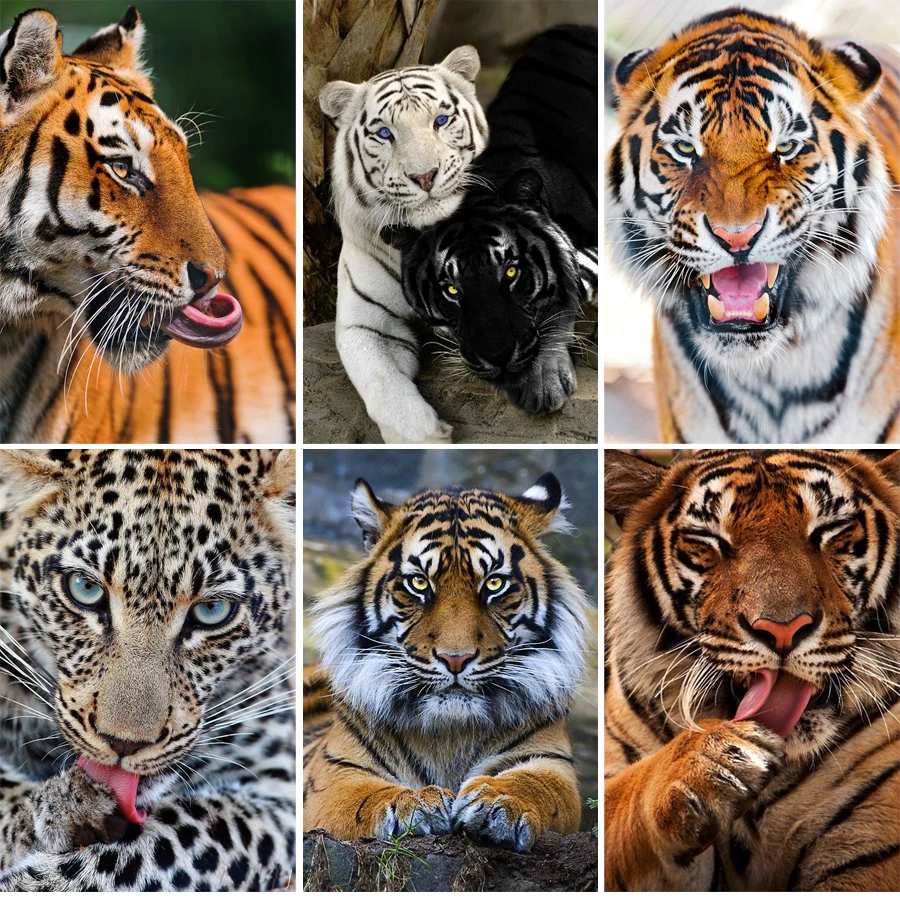 5D Diy Diamond Painting Diamond Mosaic Sets For Embroidery Needlework Handmade Crafts Home Decoration Full Square Tiger collect
5D Diy Diamond Painting Diamond Mosaic Sets For Embroidery Needlework Handmade Crafts Home Decoration Full Square Tiger collect