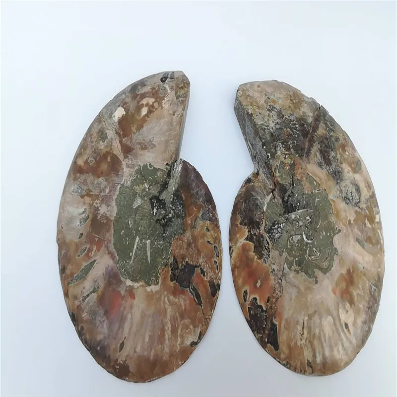 2pieces Rare iridescent colored ammoniated crystalline stone - shell stone specimens for treatment
2pieces Rare iridescent colored ammoniated crystalline stone - shell stone specimens for treatment