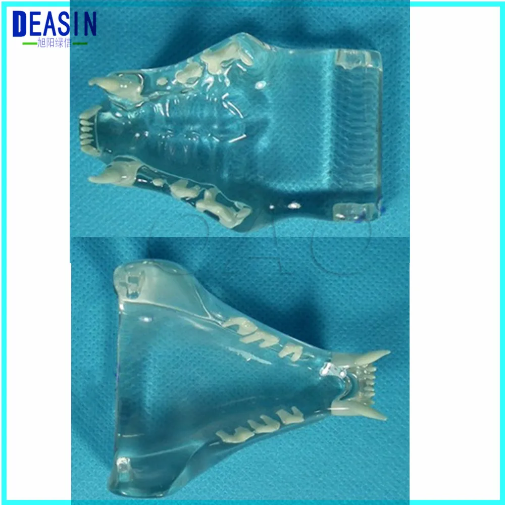 Cat Dentition Model The cat teeth skull jaw bone transparent solution planing teaching Veterinary Animal model specimens
Cat Dentition Model The cat teeth skull jaw bone transparent solution planing teaching Veterinary Animal model specimens