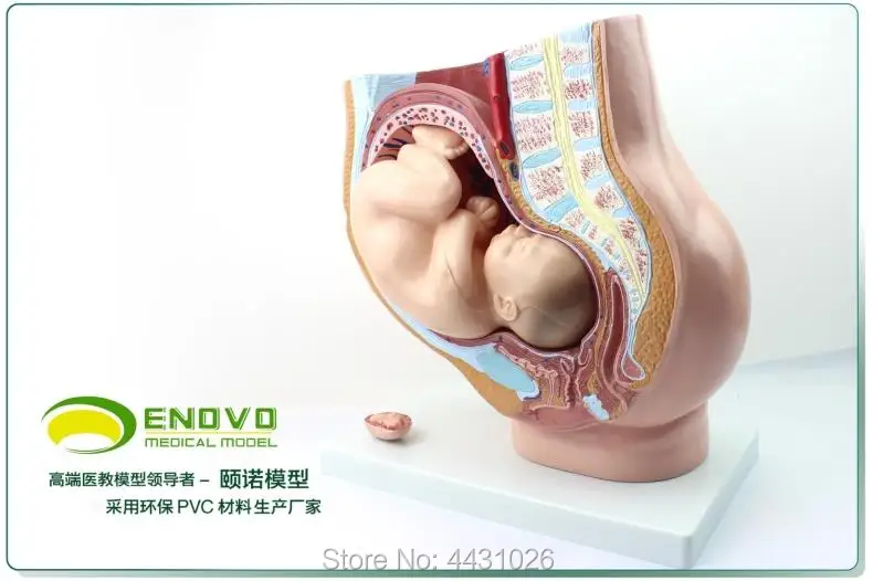 ENOVO The fetal model of fetal uterus was developed for nine months in the female pelvic cavity
ENOVO The fetal model of fetal uterus was developed for nine months in the female pelvic cavity