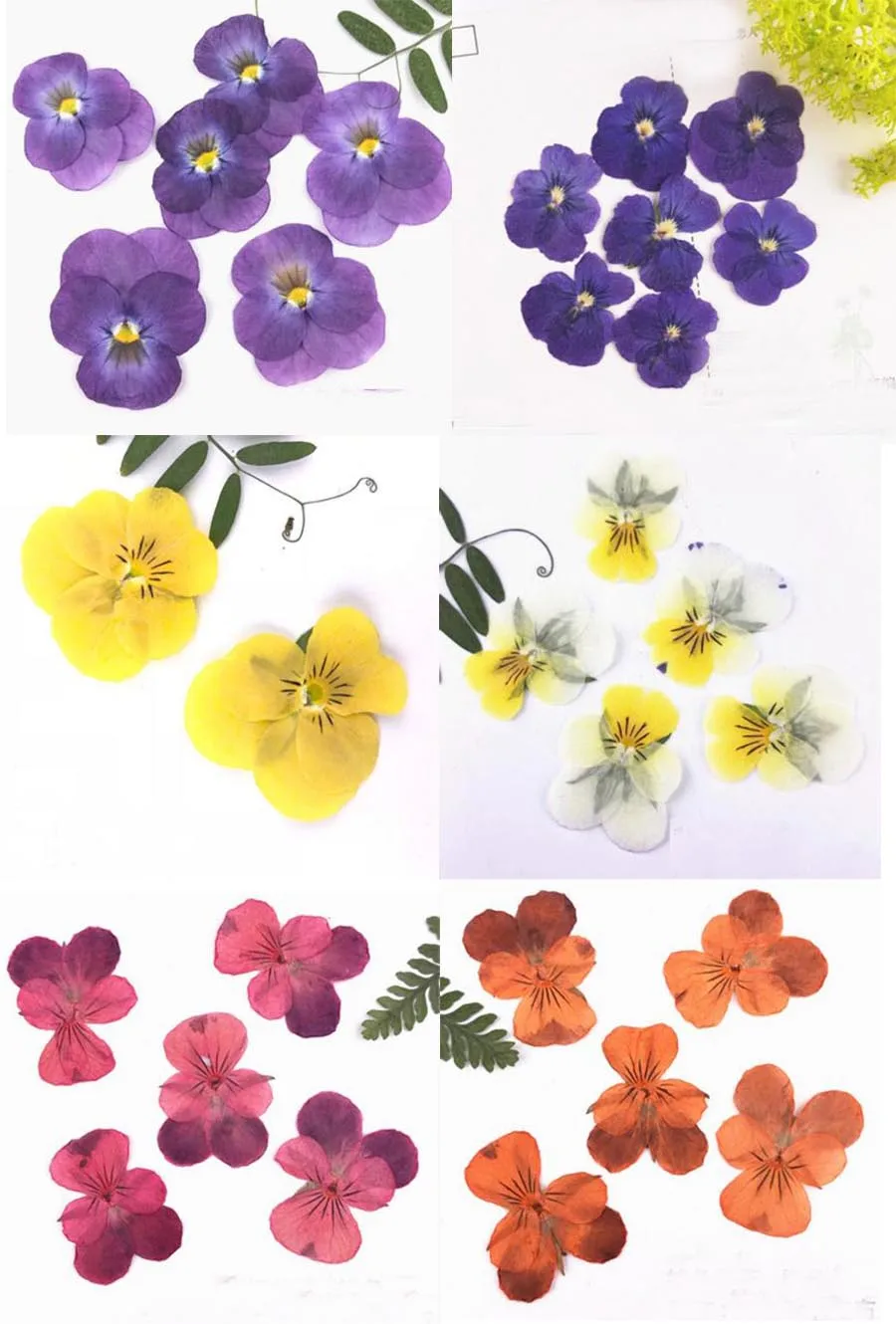 60pcs Pressed Dried 2-3cm Viola tricolor L. Flower Plant Herbarium For Jewelry Postcard Bookmark Phone Case Invitation Card DIY
60pcs Pressed Dried 2-3cm Viola tricolor L. Flower Plant Herbarium For Jewelry Postcard Bookmark Phone Case Invitation Card DIY